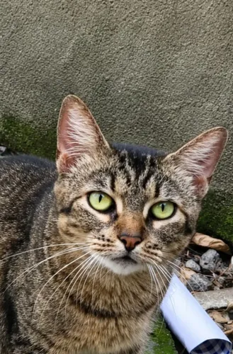 Gatinha para adoção 