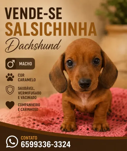 Vende-se filhote salsicha (dachshund)
