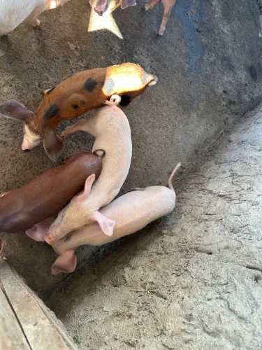 Landrace com Pata Negra