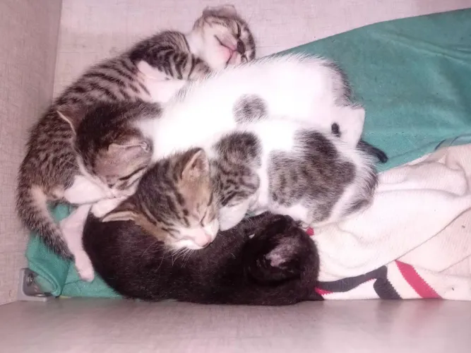 Doa-se Gatinhos