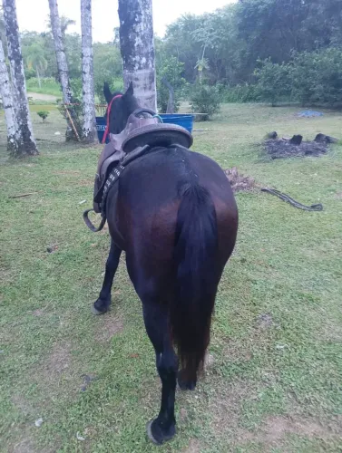 Troco dois cavalos, por outros dois poder égua ou cavalo capado