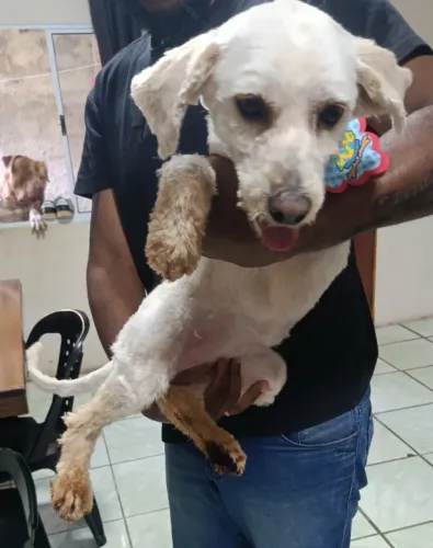 Cachorro