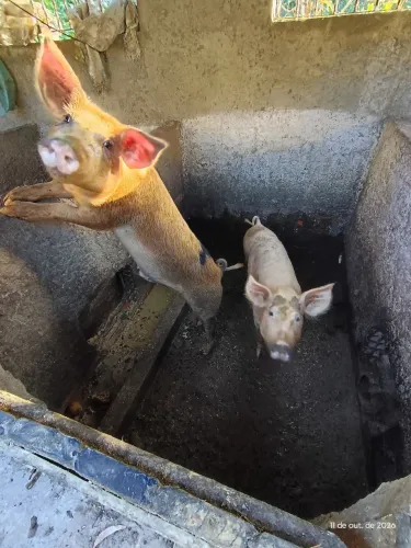 Casal porcos