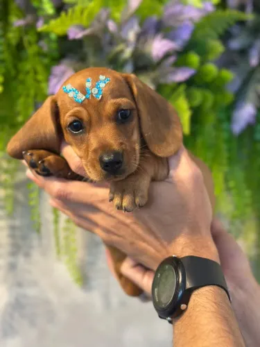 Lindinhos  dachshund  