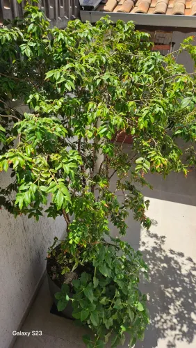 Jabuticabeira híbrida com 5 anos no vaso