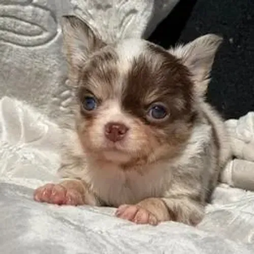 Chihuahua,Chihuahua Filhote Pequeno, Vacinado e Vermifugado com Todo Cuidado