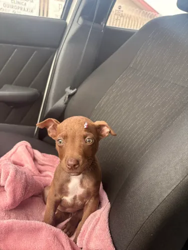 Filhote pitbull 2 meses
