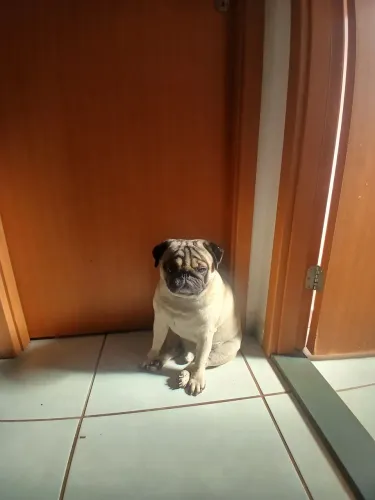 Mini pug macho para acasalamento raça pura muito inteligente