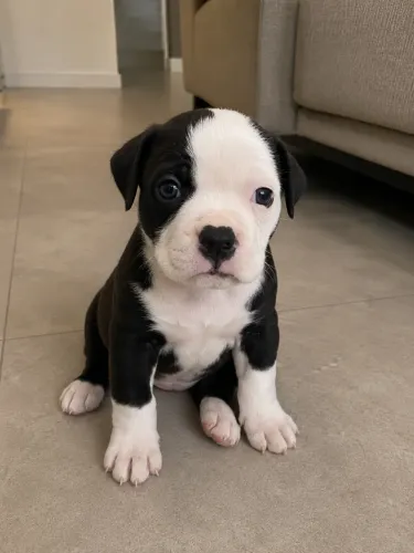 DOAÇÃO FILHOTE DE PITBULL