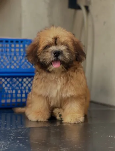 Filhote de lhasa Apso raça pura perfeito