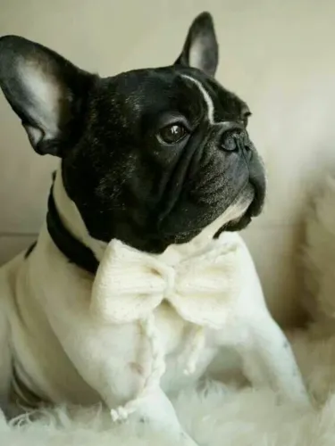 Vc vai se apaixonar com os lindos filhotes de Buldog francês