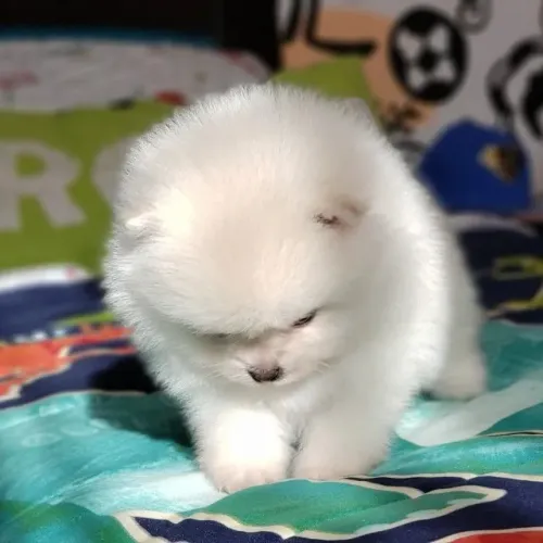 Filhotes de Spitz Alemão | Seu próximo parceiro pode estar entre eles!