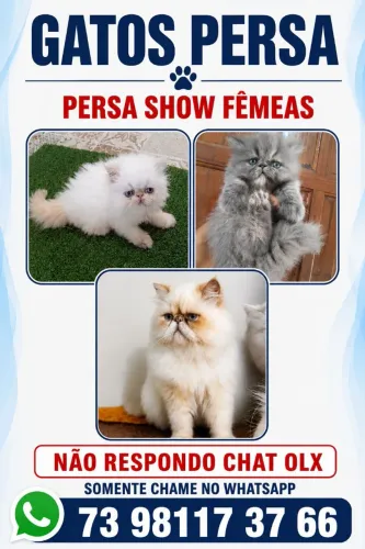 GatinhOS Persa macho e FEMEAS ,ENTREGO PARA VARIAS CIDADES ..