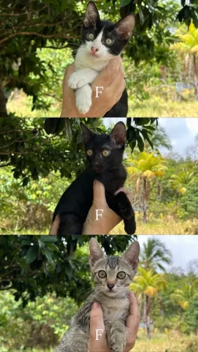 Adoção de Gatinhas