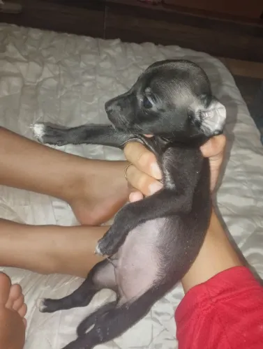 Cachorro 