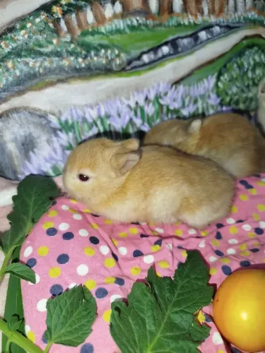 Mini coelhos 