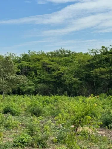 Fazenda Padrão Lavoura  205 Alqueires  Rio Paranã (TO)