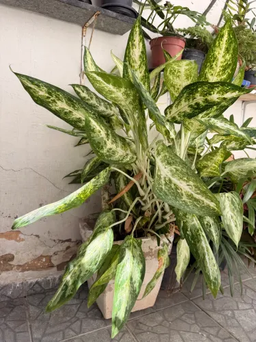 Planta comigo ninguém pode