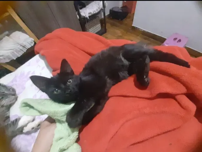 Gatinho preto lindo e dócil!