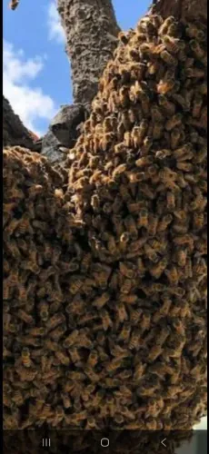 Remoção de abelhas Chama no zap * ? ? ? ? 