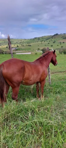 Cavalos