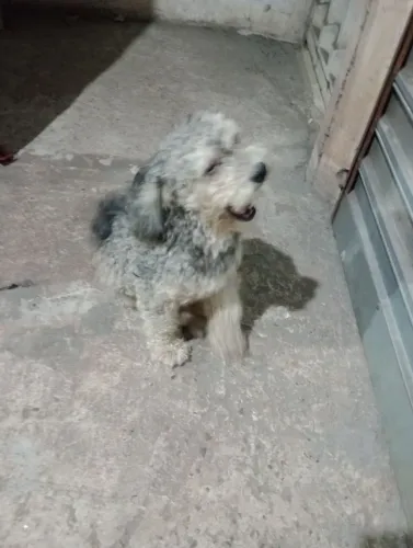 Poldo 10 mês vendo motivo mudança comprei de 500 reais muito dócil