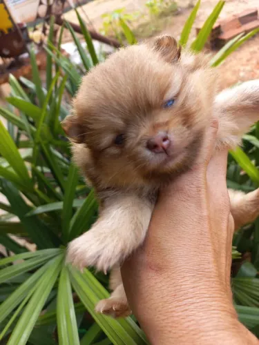 Lulu da pomerânia Spitz alemão fêmeas 