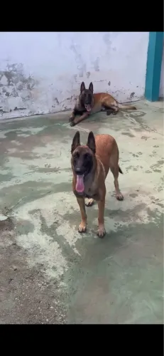 Filhotes de pastor belga malinois 