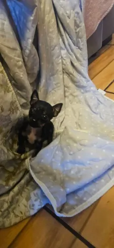 Pinscher fêmea 00