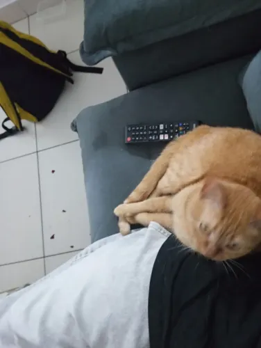 Gatinha castrada doação
