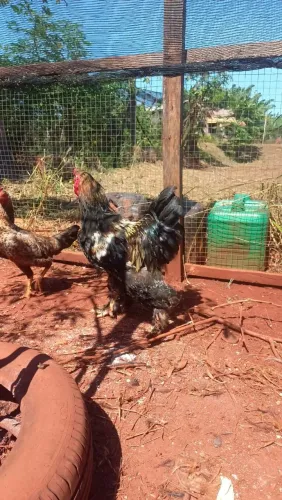 Galo Brahma 