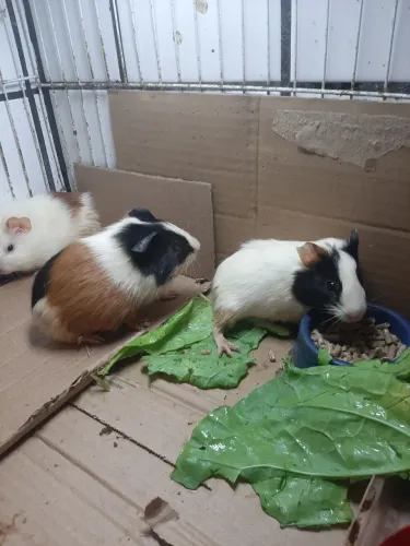 LINDOS PORQUINHO 
