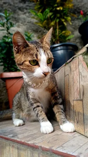 Doação dessa linda gata.( 8 meses)