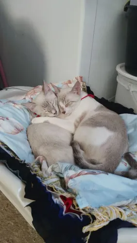 Estou doando esses dois gatinhos ? 
