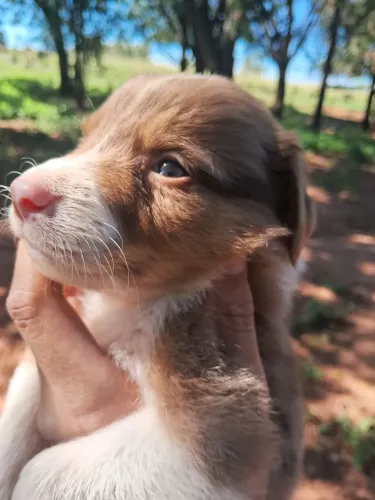 ULTIMO BORDER COLLIE