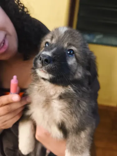 Cachorro boder collie filhote 