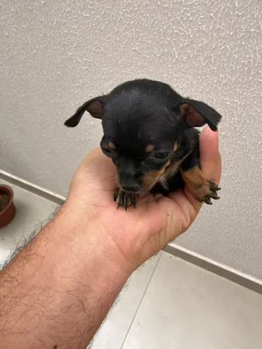 Vende-se casal de pinscher