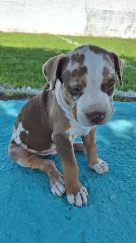 American Bully 