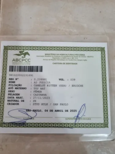 Potranca linda demais limpinha serve pra qualquer esporte altura 165