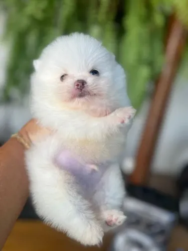 Spitz Alemão charmoso