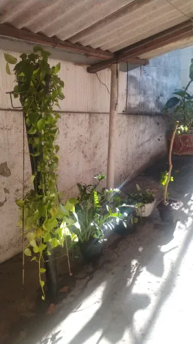 Plantas no vaso