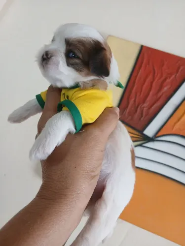 Filhote de ilhasa apso