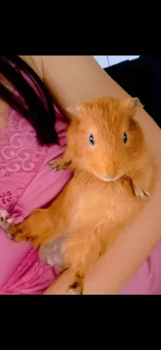 PORQUINHO DA INDIA