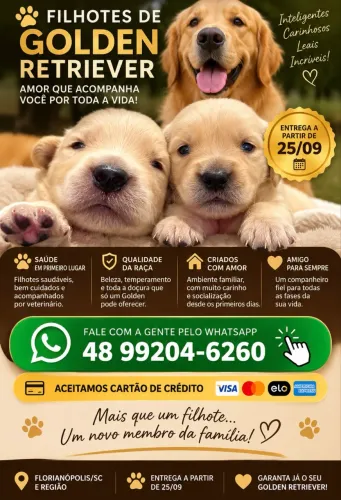 Filhotes de Golden Retriever 