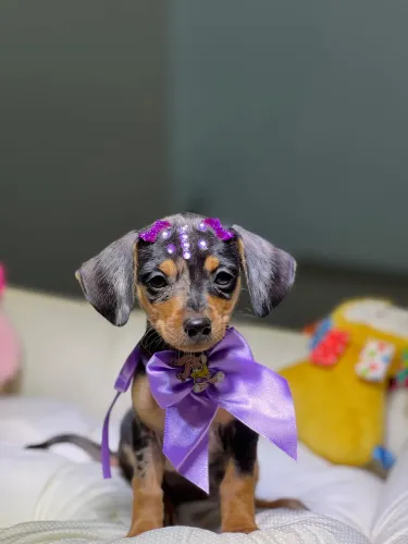 Filhotes de Dachshund ( salsicha )