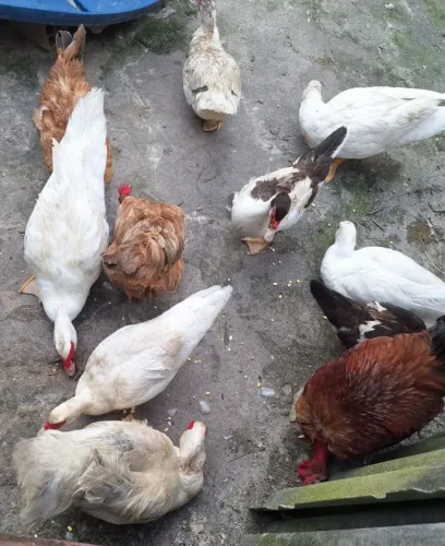 Pato/a e Caipirao vivo ou abatido 