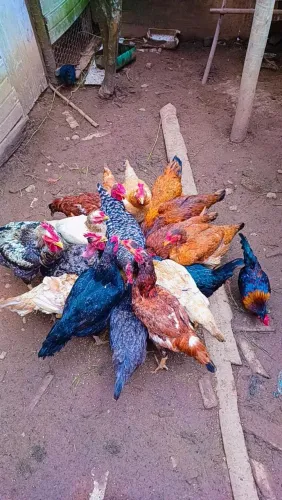 Galinhas caipira