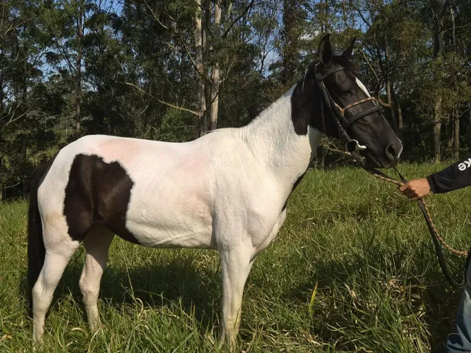 Vendo égua pampa de preto