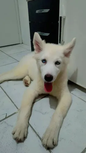 Filhote de Husky Siberiano