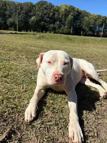 Pitbull